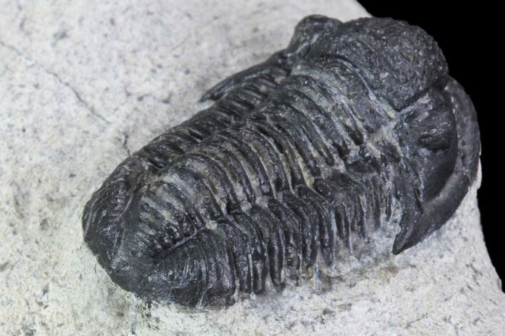 Bargain, Gerastos Trilobite Fossil - Morocco #87567
